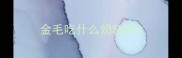 金毛吃什么奶粉好