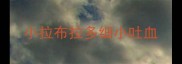 小拉布拉多细小吐血