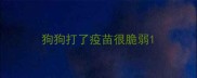 狗狗打了疫苗很脆弱