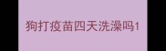 狗打疫苗四天洗澡吗