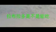 拉布拉多是不是能吃