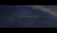 武汉宠物美容培训