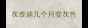 灰泰迪几个月变灰色