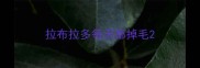 拉布拉多每天都掉毛