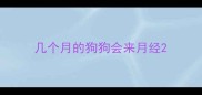 几个月的狗狗会来月经