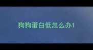 狗狗蛋白低怎么办