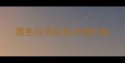 黑色拉布拉多大狗价格