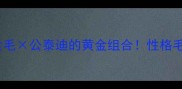 金毛泰迪混血后代全母金毛公泰迪的黄金组合性格毛色养护指南保姆级分享