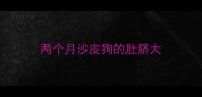 两个月沙皮狗的肚脐大
