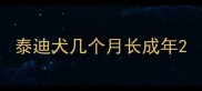 泰迪犬几个月长成年