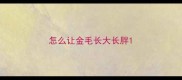 怎么让金毛长大长胖