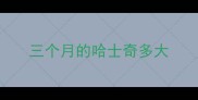 三个月的哈士奇多大