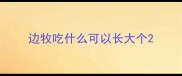 边牧吃什么可以长大个