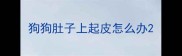 狗狗肚子上起皮怎么办