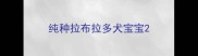 纯种拉布拉多犬宝宝