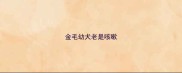 金毛幼犬老是咳嗽