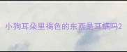 小狗耳朵里褐色的东西是耳螨吗