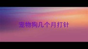 宠物狗几个月打针
