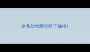 金毛幼犬睡觉肚子抽搐