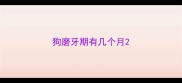 狗磨牙期有几个月