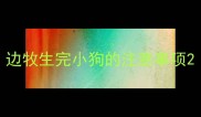 边牧生完小狗的注意事项