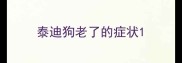 泰迪狗老了的症状
