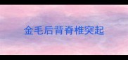 金毛后背脊椎突起