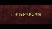 1个月的小狗怎么照顾