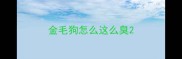金毛狗怎么这么臭