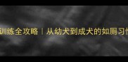 边牧定点排便训练全攻略从幼犬到成犬的如厕习惯养成指南