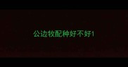 公边牧配种好不好
