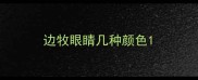 边牧眼睛几种颜色