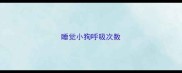 睡觉小狗呼吸次数
