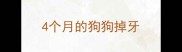 4个月的狗狗掉牙