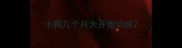 小狗几个月大开始训练