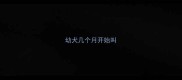 幼犬几个月开始叫