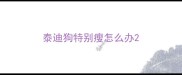 泰迪狗特别瘦怎么办