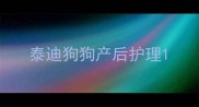 泰迪狗狗产后护理