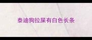 泰迪狗拉屎有白色长条