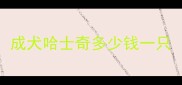 成犬哈士奇多少钱一只