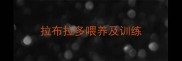 拉布拉多喂养及训练