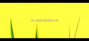 哈士奇能吃排骨骨头吗