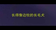 长得像边牧的长毛犬