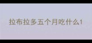 拉布拉多五个月吃什么