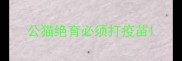 公猫绝育必须打疫苗