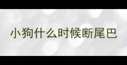 小狗什么时候断尾巴