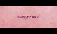 泰迪狗的笼子有哪些