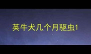 英牛犬几个月驱虫