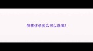 狗狗怀孕多久可以洗澡