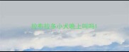 拉布拉多小犬晚上叫吗